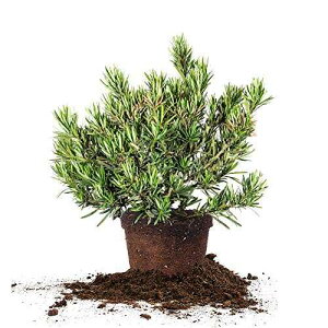 PERFECT PLANTS Pringles Podocarpus 3 Gallon
