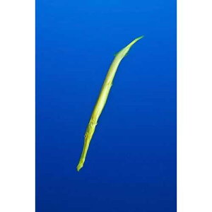 Posterazzi Yellow trumpetfish Easter Island Chile Poster Print, (22 x 34)