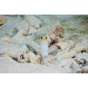 Posterazzi �{�l�[�����J���u�C�I�����_ �|�X�^�[ �v�����g (34 x 22) Posterazzi Yellow Headed Jawfish peeks out of its hole to see whats going on Bonaire Caribbean Netherlands Poster Print, (34 x 22)