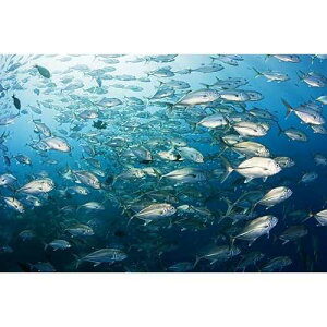 Posterazzi �~�N���l�V�A�X�N�[�����O���o�`�W���b�N�t�B�b�V�� (Caranx Sexfasciatus) ���b�v���|�X�^�[�v�����g�A(17 x 11) Posterazzi Micronesia Schooling Bigeye Jack Fish (Caranx Sexfasciatus) Yap Poster Print, (17 x 11)