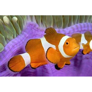 Posterazzi Malaysia Western Clown Anemone Fish Amphiprion Ocellaris Poster Print, (18 x 12)
