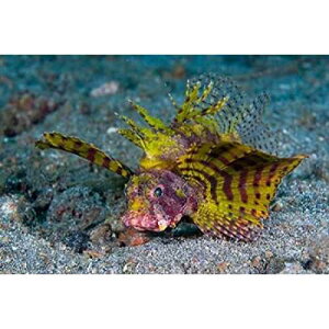 Posterazzi ���b�h �h���[�t �~�m�J�T�S �|�X�^�[ �v�����g by Jaynes Gallery�A(36 x 24) Posterazzi Red dwarf lionfish Poster Print by Jaynes Gallery, (36 x 24)