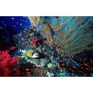 Posterazzi Titan triggerfish Scalefin Anthias Coral Red Sea Egypt Poster Print by Ali Kabas (18 x 12)