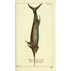 Naturgeschichte des Thierreichs 1780 ���J�W�L �|�X�^�[ �v�����g by Daniel Sotzmann (24 x 36) Posterazzi Naturgeschichte des Thierreichs 1780 Swordfish Poster Print by Daniel Sotzmann (24 x 36)