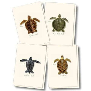 Earth Sky + Water - �E�~�K���̗c�̋l�ߍ��킹�m�[�g�J�[�h�Z�b�g - �����t���u�����N�J�[�h 8 �� (4 �X�^�C���e 2 ��) Earth Sky + Water - Sea Turtle Juveniles Assortment Notecard Set - 8 Blank Cards with Envelopes (2 each 