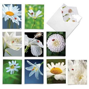 The Best Card Company - 10 Wildlife Thank You Greeting Cards w/Envelopes, Cute Animal Boxed Notes Stationery - My Fair Ladybug AM6332TYG-B1x10