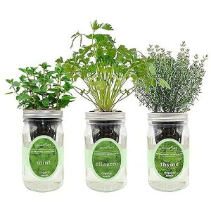 Environet Hydroponic Growing Kit Set, Self-Watering Mason Jar Herb Garden Starter Kit Indoor, Window Herb Garden, Grow Your Own Herbs from Organic Seeds (Mint, Cilantro and Thyme)