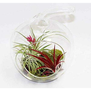 Athena's Garden LO-HCH0707-2APS-1APM-L-PRSM-MIX Apple Shape Terrarium Live Arrangement, 5.5 x 5.5 x 6.5, Multicolor Air Plants