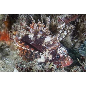 Posterazzi A shortfin lionfish lays on the seafloor waiting for prey to swim near in Indonesia Poster Print, (34 x 22)