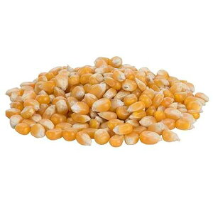�e�[�u���g�b�v �L���O 50 �|���h ����}�b�V�����[�� �|�b�v�R�[�� �J�[�l�� TableTop King 50 lb. Extra Large Mushroom Popcorn Kernels