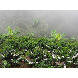 Micro Lot # 024-095 Colombian Green Unroasted Coffee Beans 3 Pounds Single Origin Farm Barcelona