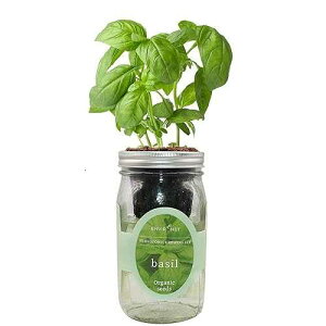 Environet Hydroponic Growing Kit, Self-Watering Mason Jar Herb Garden Starter Kit Indoor, Windowsill Herb Garden, Grow Your Own Herbs from Organic Seeds (Basil)