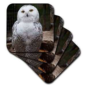 3dRose CST_79143_3 킢VtNE--Z~bN^CR[X^[ (4Zbg) 3dRose CST_79143_3 Pretty White Snowy Owl- Birds- Animals Ceramic Tile Coasters, (Set of 4)