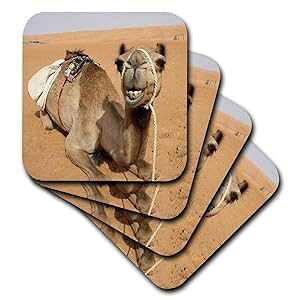 3dRose CST_164767_2 I}[̃xhEBLvŋxޏΊ̃N_ ʐ^񋟁FRhonda Albom \tgR[X^[ (8 Zbg) 3dRose CST_164767_2 Smiling Camel Resting at Bedouin Camp in Oman Photo by Rhonda Albom Soft Coa