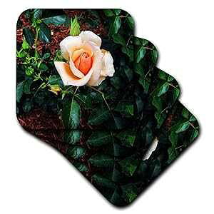 3dRose CST_202000_1 s[`J[[Y\tgR[X^[ 4Zbg 3dRose CST_202000_1 Peach Colored Rose Soft Coasters, Set of 4