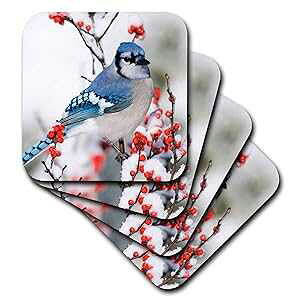 3dRose Blue Jay in Common Winterberry�A�~�A�}���I�� Co. IL - �\�t�g�R�[�X�^�[�A4 �Z�b�g (CST_205620_1) 3dRose Blue Jay in Common Winterberry, in Winter, Marion Co. Il - Soft Coasters, Set of 4 (CST_205620_1)