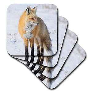 3dRose Red Fox Standing In Snow, Yellowstone National Park, Wyoming Set Of 4 Ceramic Tile Coasters