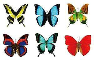 Large Butterfly Temporary Tattoos by Butterfly Utopia (12 Sheets)