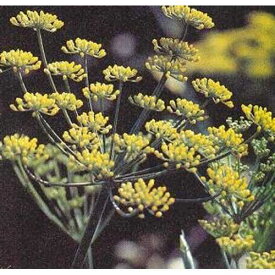 Hazzard's Fennel Florence Foeniculum vulgare 5,000 Seeds
