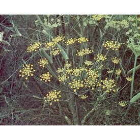 Hazzard's Fennel Non-Bulbing Foeniculum vulgare 1,000 Seeds