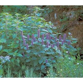 Hazzard's Agastache foeniculum Anise 1,000 Seeds
