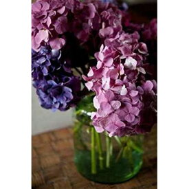 Posterazzi Hydrangeas VI Poster Print by Karyn Millet, (12 x 18)
