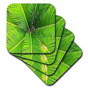 3dRose CST_205062_3 V̖؂̉ŃN[YAbṽvg Z~bN ^C R[X^[ (4 Zbg) 3dRose CST_205062_3 Print of Close Up Under A Palm Tree Ceramic Tile Coasters, (Set of 4)