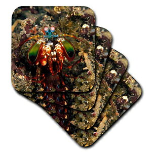 3dRoseChlVABVRAbk-AS11 Swe0069-X`A[gEFXg[h-\tgR[X^[A4ZbgiCST_71338_1j 3dRose Indonesia. Mantis Shrimp, Crustacean-AS11 Swe0069 - Stuart Westmorland - Soft Coast