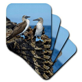 3dRoseエクアドル、ガラパゴス諸島、イサベラ島ブルーフットブービーソフトコースター（4個セット） 3dRose Ecuador, Galapagos Islands, Isabela Island Blue-Footed Booby Soft Coasters (Set of 4)