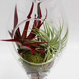 アテナの庭 クリア ラウンド レインドロップ ガラス テラリウム、大きな透明な花瓶、色とりどりの植物 Athena's Garden Clear Round Raindrop Glass Terrarium, Large, Clear Vase and Multicolored Plants