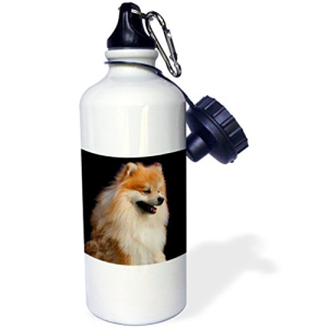 3dRose wb_1261_1「ポメラニアンポートレート」スポーツウォーターボトル、21オンス、ホワイト 3dRose wb_1261_1"Pomeranian portrait" Sports Water Bottle, 21 oz, White