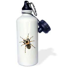 3dRose Picture of Giant Hairy Tarantula on White Background Sports Water Bottle, 21 oz, Multicolored