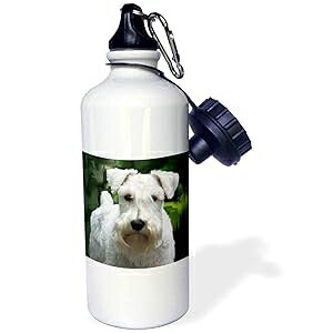 3dRose "White Schnauzer" Sports Water Bottle, 21 oz, White