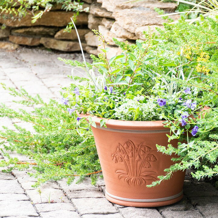 楽天市場】【プレゼント応募対象】 Whichford ウィッチフォード 植木鉢 