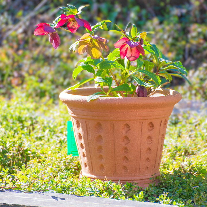 楽天市場】Whichford ウィッチフォード 植木鉢 貝殻ポット 直径23cm 