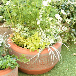 Whichford EBb`tH[h Aؔ [^ AXeJ{EiAYebN{[ja28cmTCY Aztec Bowl (EBb`tH[h̏H)