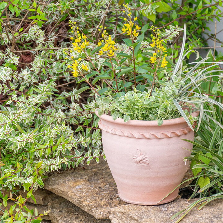 楽天市場】【予約販売】Whichford ウィッチフォード 植木鉢 Bee(蜂 