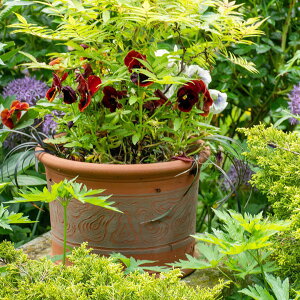 Whichford EBb`tH[h Aؔ ^ yA[|bg a32cmTCY