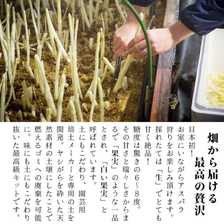 楽天市場 ホワイトアスパラ栽培キット 岩手県産 アスパラガス 野菜 栽培 セット ギフト 贈り物 プレゼント 家庭菜園 おうち時間 ガーデニング 課題研究 工場 市場直送便 ごちそう政宗