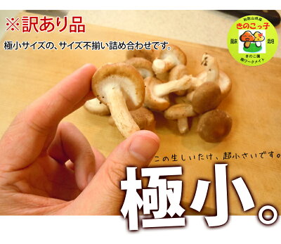 しいたけ送料無料『満天☆青空レストラン』で絶賛の和歌山県産シイタケ稀少きのこ訳あり生椎茸