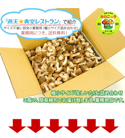 しいたけ送料無料『満天☆青空レストラン』で絶賛の和歌山県産シイタケ稀少きのこ訳あり生椎茸