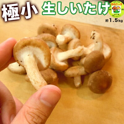 しいたけ送料無料『満天☆青空レストラン』で絶賛の和歌山県産シイタケ稀少きのこ訳あり生椎茸