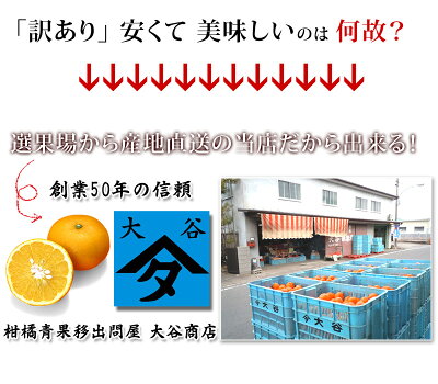 あまなつ5kg(甘夏)送料無料、わかやま産あまなつ、有田みかんの里で知られる和歌山県産あまなつ。初夏のフルーツ甘夏を産地直送、あまなつ送料込みで訳あり特価。新鮮あまなつ、スイーツ甘夏。さわやかな甘味の甘夏、フレッシュ柑橘の甘夏