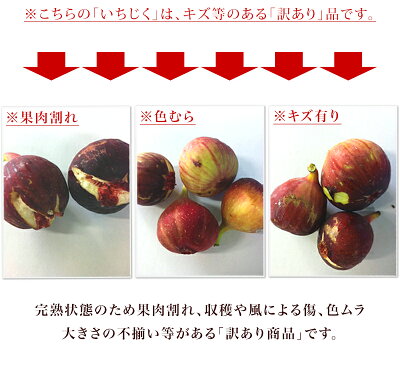 楽天市場 いちじく 生 4パック 1 5kg 完熟 イチジク 訳あり 和歌山 無花果 生食用 いちじく 無添加 いちじく食べ方 いちじくジャム レシピ公開中 お取り寄せ 小分け 冷蔵 クール 贈り物 プレゼント お中元 果物 フルーツ 手土産 ごちそうサンゴ 楽天市場 いちじく 生 4パック 1 5kg 完熟 イチジク 訳あり 和歌山 無花果 生食用 いちじく 無添加 いちじく食べ方 いちじくジャム レシピ公開中 お取り寄せ 小分け 冷蔵 クール 贈り物 プレゼント お中元 果物 フルーツ 手土産 ごちそうサンゴ