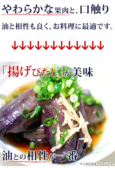 露地ナス茄子送料無料旬の野菜露地ナスビ露地なすび