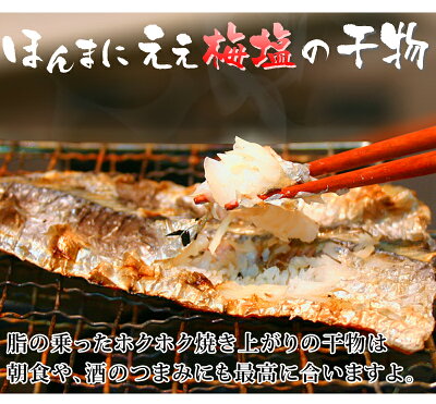 魚介加工品干物セット送料無料真アジカマスイサキキスタチウオ