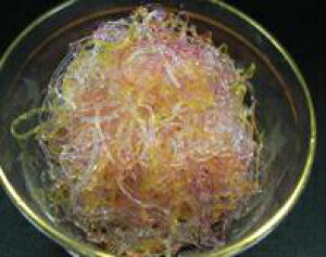 C̕ C5F~bNXyC  ߂ ܐF~bNX _CGbg  N T_ hg ①i10000~ȏőz