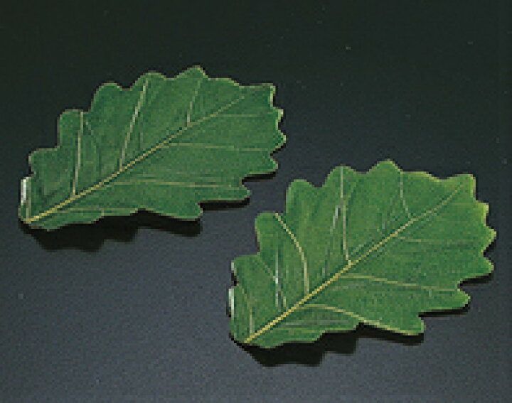 楽天市場 柏の葉っぱ 100枚入り 柏葉 かしわ 柏餅 5月 子供の日 端午の節句 メール便送料無料 ごちそうマルシェ