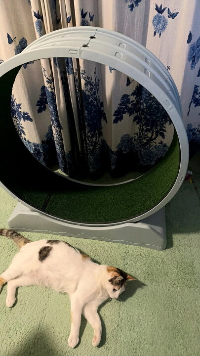 楽天市場】キャットホイール 猫 ルームランナー 静音 静か 自走式 