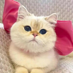 ybg { nEB  lR  킢 傫{ ybg sN{ nEB RXv RX`[ ybg RXvߑ p[eB[ Xe[W 킢 ] p[eB